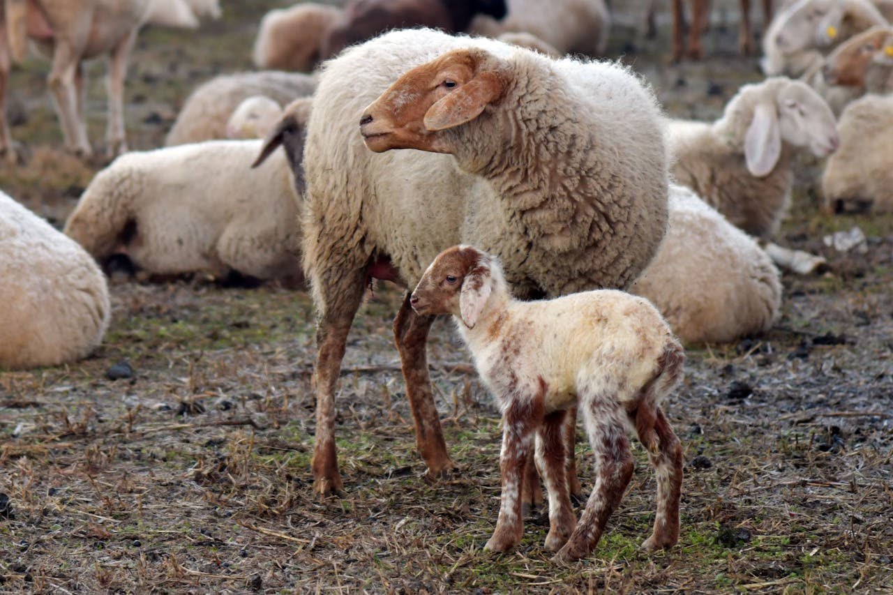 A serene image of sheep and lamb in an outdoor pasture in Rizza, Veneto, Italy.