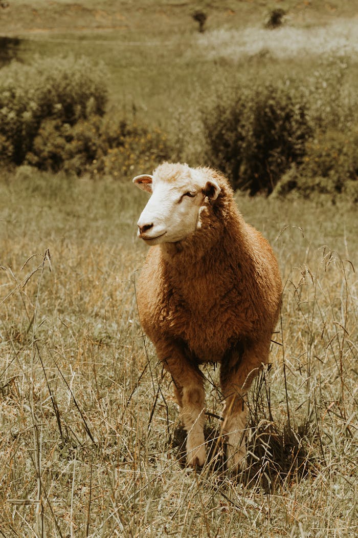 A brown sheep standing in a grassy field on a sunny day, showcasing rural tranquility.
