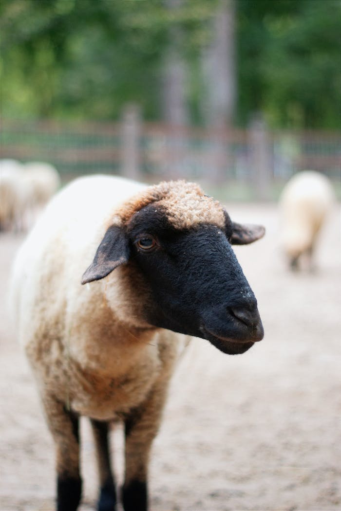 Close-up of a black-faced sheep outdoors with a blurred natural background.
