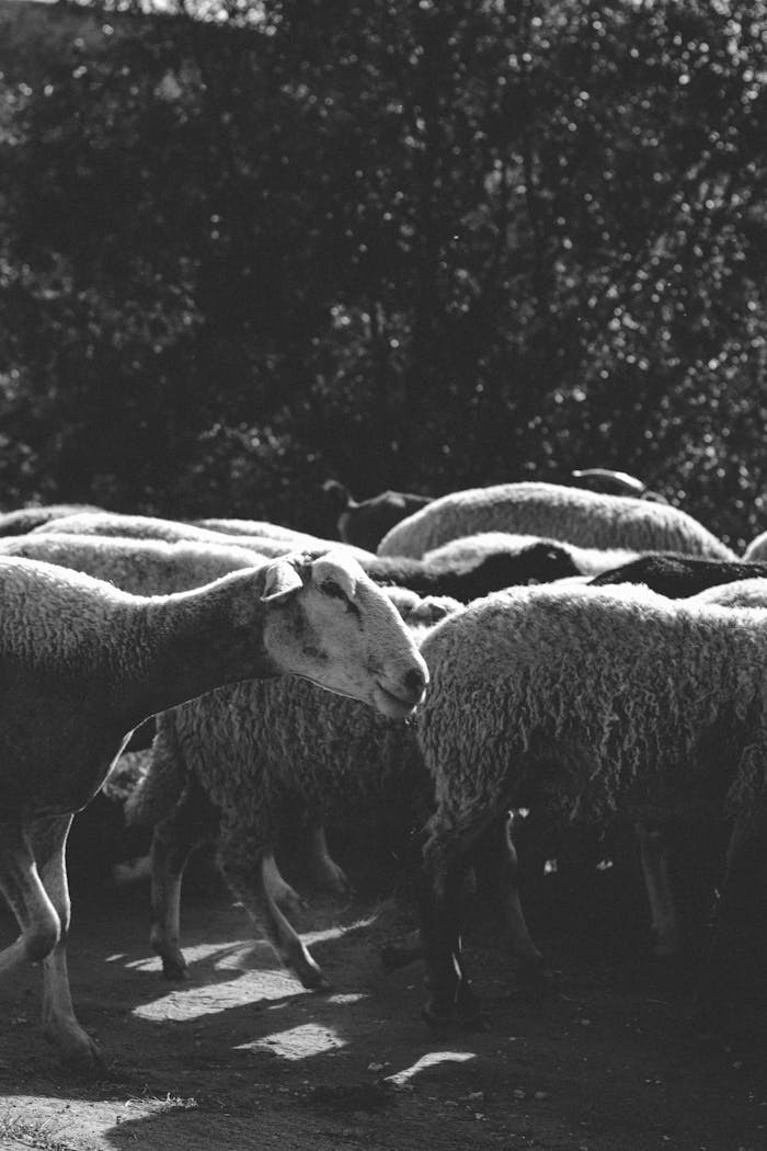 A monochrome image capturing a flock of sheep walking on a farm path in natural light.