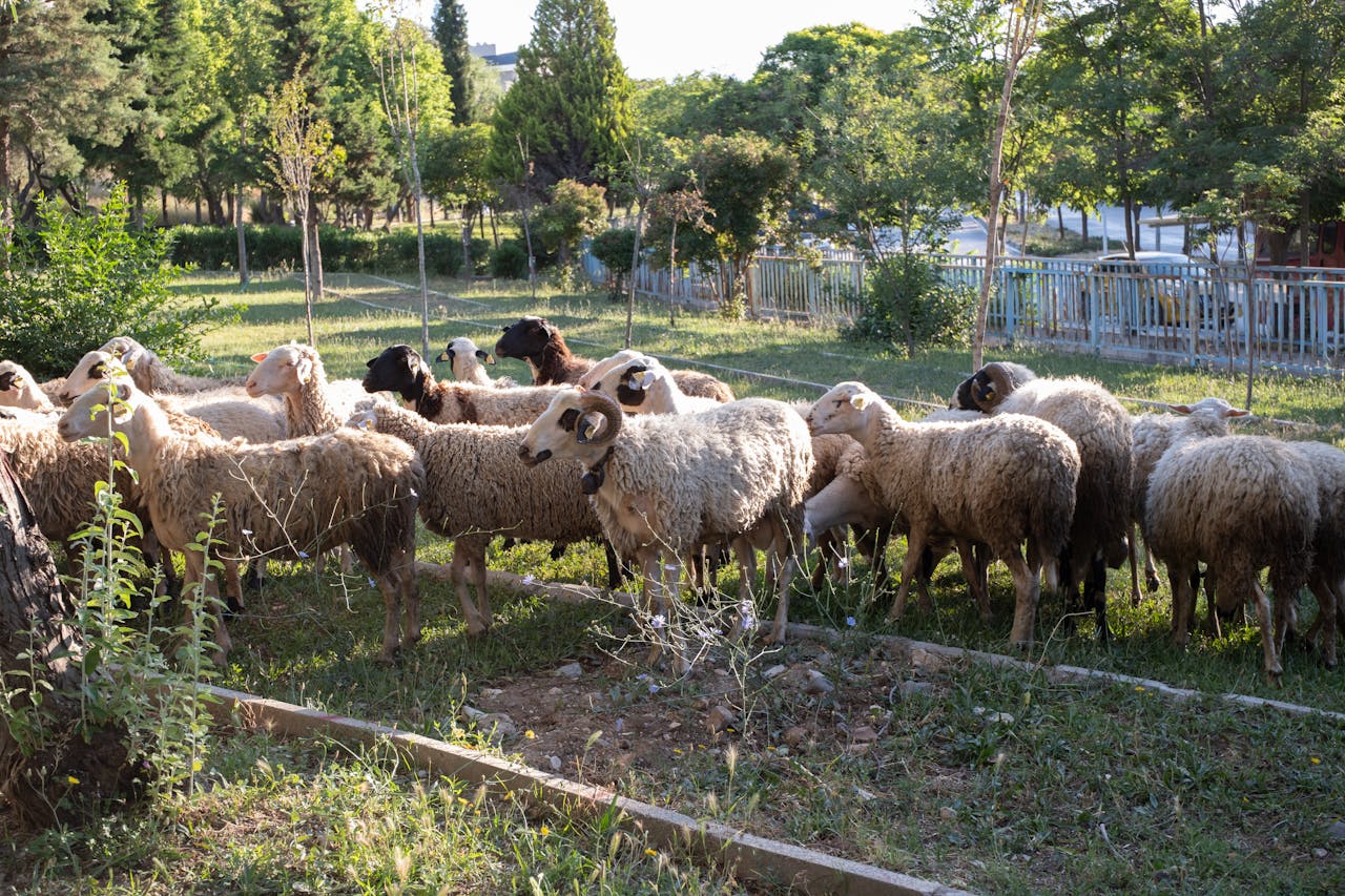 A serene scene of sheep grazing in a lush park in Bornova, İzmir, Türkiye.