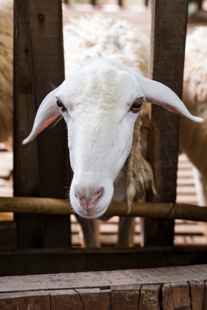 Adorable sheep peering through wooden fence on a rural farm.