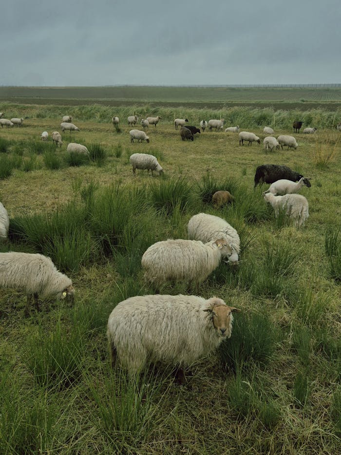 A serene countryside scene with sheep grazing in an open grassy field under an overcast sky.