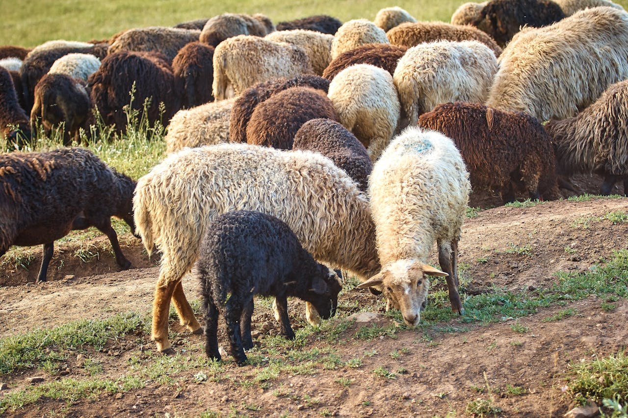 A diverse flock of sheep grazing lush grass in a peaceful pastoral setting.