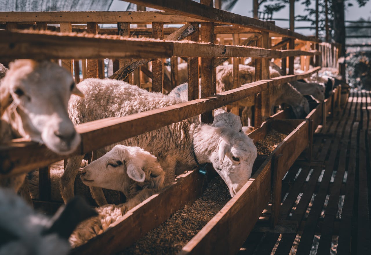 Sheep in a rural wooden enclosure feeding on grains under sunlit farm setting.