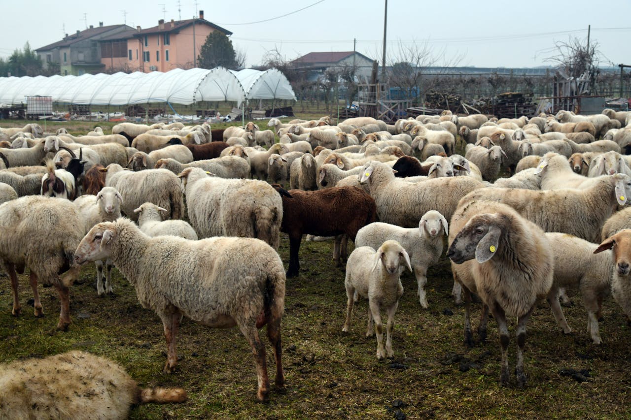 Large flock of sheep grazing in the rural fields of Rizza, Veneto, Italy on a cloudy day.